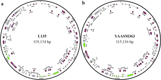 Mitogenome types of two Lentinula edodes sensu lato populations in China