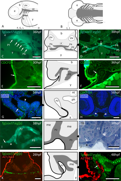 Periderm invasion contributes to epithelial formation in the teleost  pharynx