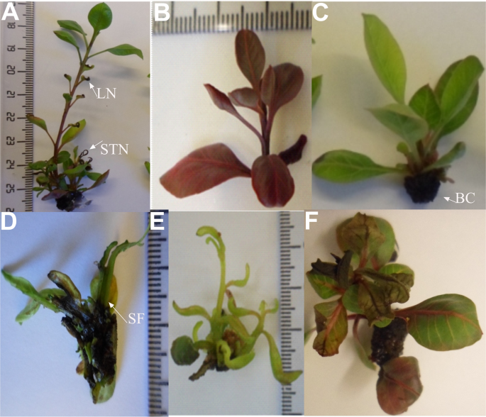 Computer Based Tools Provide New Insight Into The Key Factors That Cause Physiological Disorders Of Pistachio Rootstocks Cultured In Vitro Scientific Reports