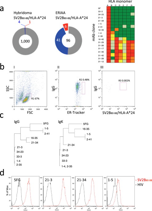 High Throughput Development Of Tcr Mimic Antibody That Targets Survivin 2b 80 Hla A 4 And Its Application In A Bispecific T Cell Engager Scientific Reports