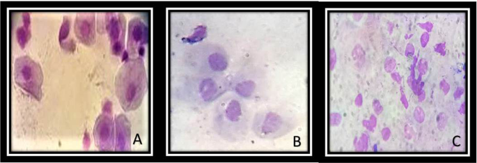 Effect of oophorosalpingo-hysterectomy on serum antioxidant enzymes in female dogs