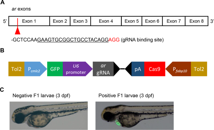 Liver Specific Androgen Receptor Knockout Attenuates Early Liver Tumor Development In Zebrafish Scientific Reports