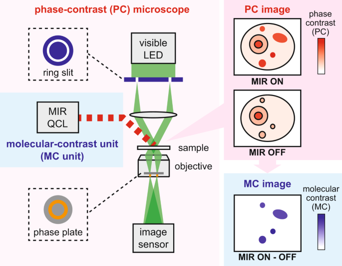 Molecular contrast on phase-contrast microscope | Scientific Reports