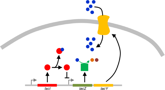 Distribution Of Fitness Effects Of Mutations Obtained From A Simple Genetic Regulatory Network Model Scientific Reports