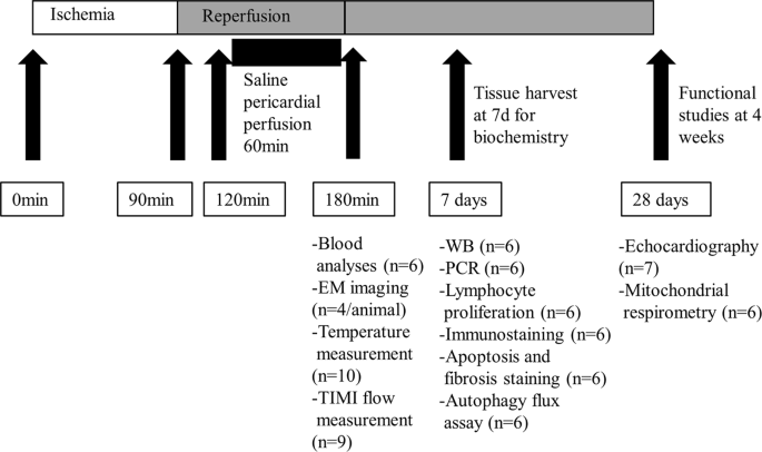 Myocardial hypothermia increases autophagic flux, mitochondrial mass and  myocardial function after ischemia-reperfusion injury | Scientific Reports