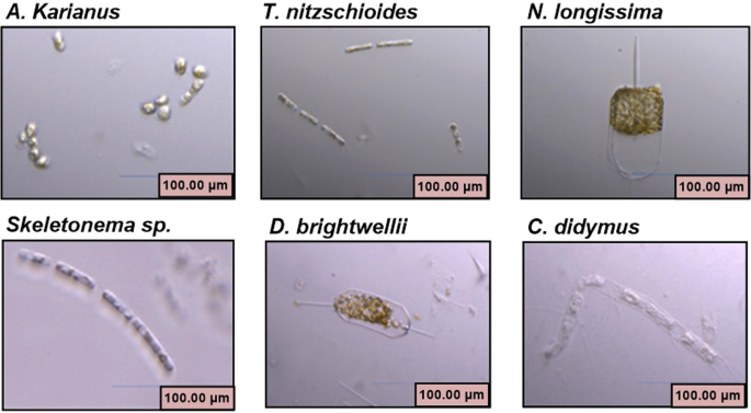 Arsenic biotransformation potential of six marine diatom species: effect of  temperature and salinity | Scientific Reports