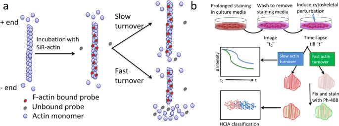 Fluorescence Imaging Of Actin Turnover Parses Early Stem Cell Lineage Divergence And Senescence Scientific Reports