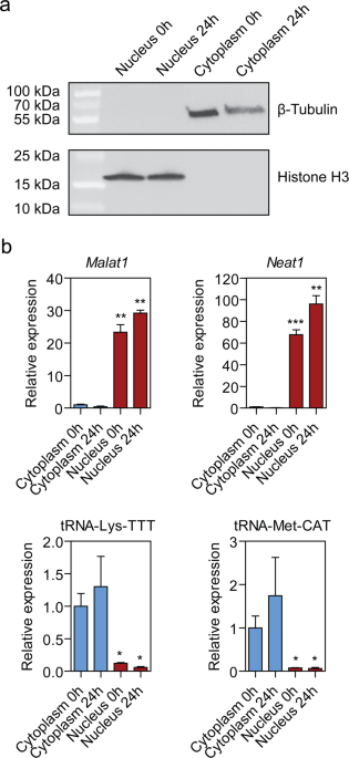 changes in nuclear and cytoplasmic