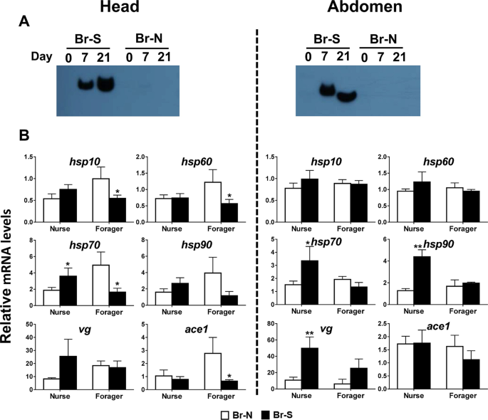 Differential Expression Of Acetylcholinesterase 1 In Response To Various Stress Factors In Honey Bee Workers Scientific Reports
