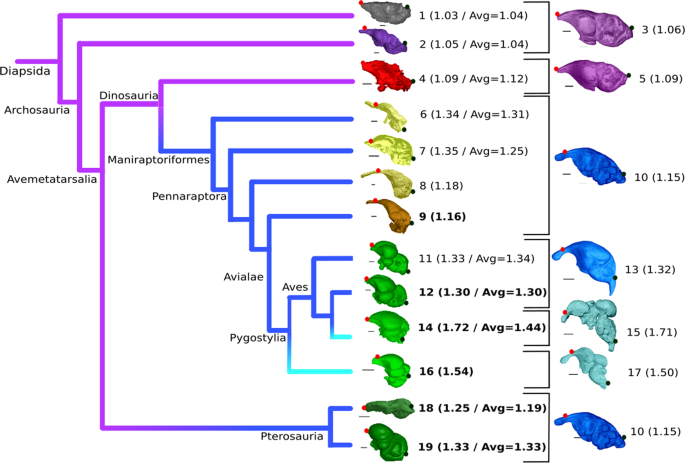 Multiphase Progenetic Development Shaped The Brain Of Flying Archosaurs Scientific Reports Multiphase Progenetic Development Shaped The Brain Of Flying Archosaurs Scientific Reports
