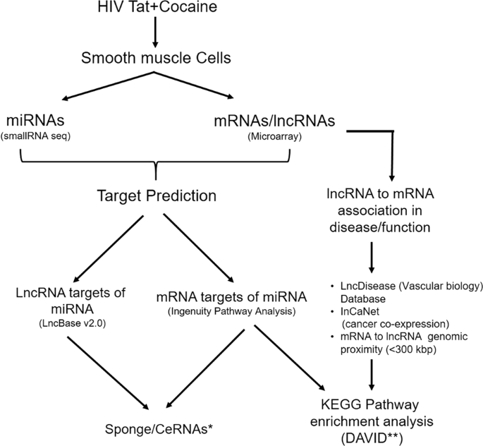 Analysis of lncRNA-miRNA-mRNA Interactions in Hyper-proliferative 