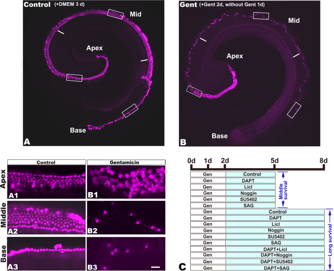 Transcriptomic analysis of mouse cochleae suffering from gentamicin damage  reveals the signalling pathways involved in hair cell regeneration