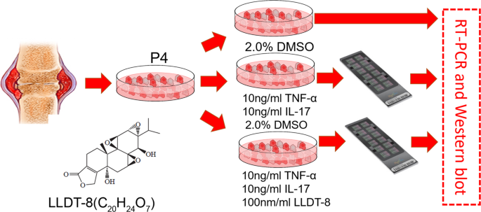 5r 5 Hydroxytriptolide Lldt 8 Induces Substantial Epigenetic Mediated Immune Response Network Changes In Fibroblast Like Synoviocytes From Rheumatoid Arthritis Patients Scientific Reports