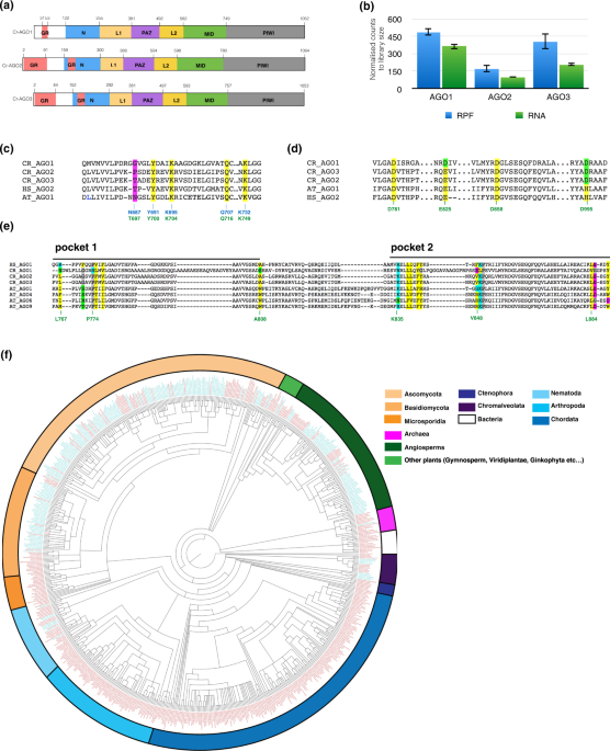 Distinct roles of argonaute in the green alga chlamydomonas reveal evolutionary conserved mode of mirna-mediated gene expression