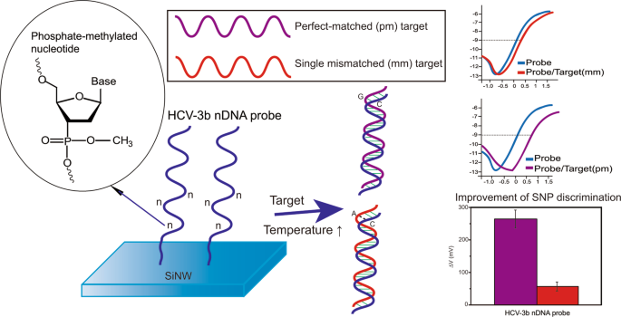 Neutralized chimeric DNA probe for the improvement of GC-rich RNA detection  specificity on the nanowire field-effect transistor | Scientific Reports