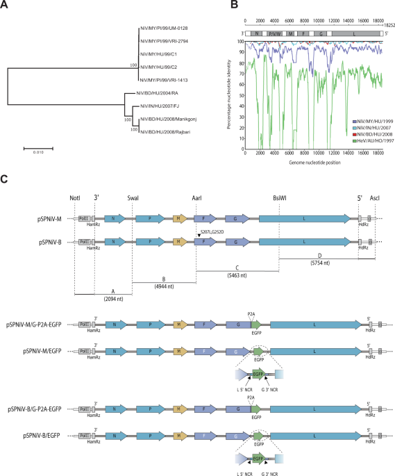 Establishment Of An Rna Polymerase Ii Driven Reverse Genetics System For Nipah Virus Strains From Malaysia And Bangladesh Scientific Reports