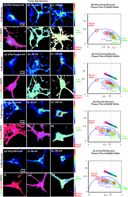 Reversibility of Age-related Oxidized Free NADH Redox States in Alzheimer's  Disease Neurons by Imposed External Cys/CySS Redox Shifts