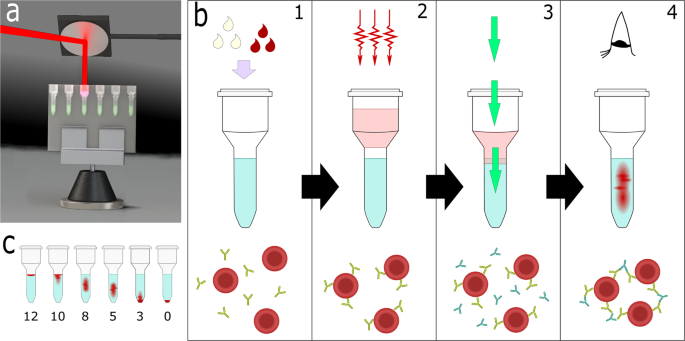 Photothermal incubation of red blood cells by laser for rapid  pre-transfusion blood group typing | Scientific Reports