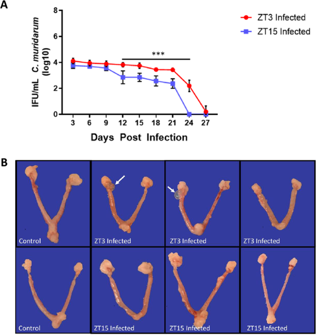 Effect of Time of Day of Infection on Chlamydia Infectivity and  Pathogenesis | Scientific Reports