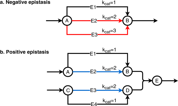 Flux balance analysis with or without molecular crowding fails to predict  two thirds of experimentally observed epistasis in yeast | Scientific  Reports