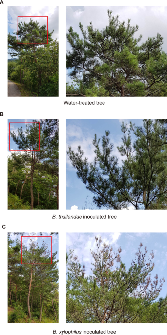 Comparative transcriptome analysis of pinus densiflora following inoculation with pathogenic (bursaphelenchus xylophilus) or non-pathogenic nematodes (b. Thailandae)