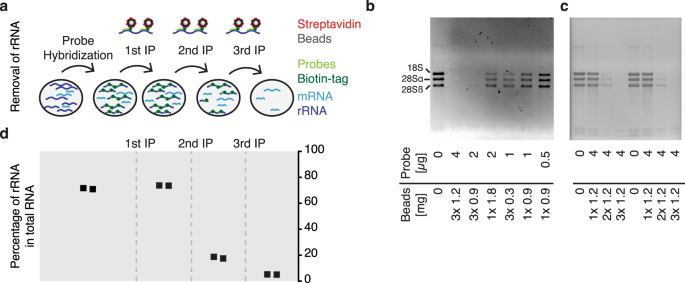 efficient and specific oligo based depletion of rrna scientific reports