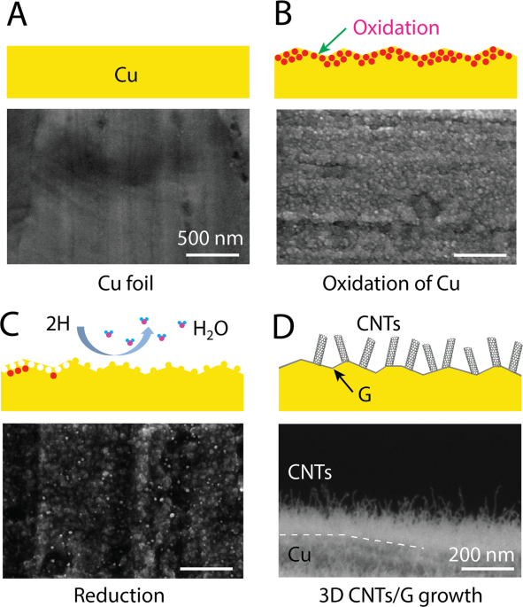 Simultaneous Growth Of Three Dimensional Carbon Nanotubes And Ultrathin Graphite Networks On Copper Scientific Reports