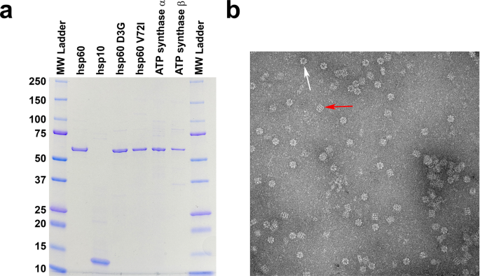 Mitchap-60 and hereditary spastic paraplegia spg-13 arise from an inactive hsp60 chaperonin that fails to fold the atp synthase β-subunit