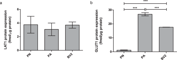 L Type Amino Acid Transporter 1 Lat1 Lat1 Utilizing Prodrugs Can Improve The Delivery Of Drugs Into Neurons Astrocytes And Microglia Scientific Reports