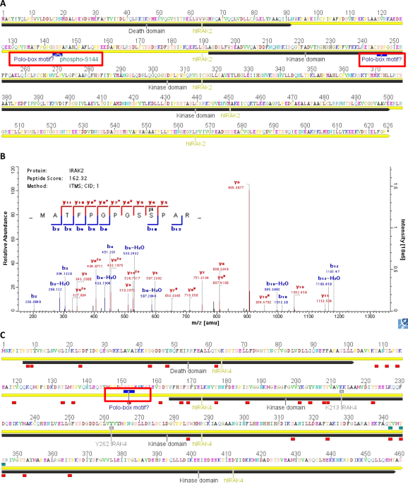 Putative Link Between Polo Like Kinases Plks And Toll Like Receptor Tlr Signaling In Transformed And Primary Human Immune Cells Scientific Reports Putative Link Between Polo Like Kinases Plks And Toll Like Receptor Tlr Signaling In Transformed And Primary Human Immune Cells Scientific Reports