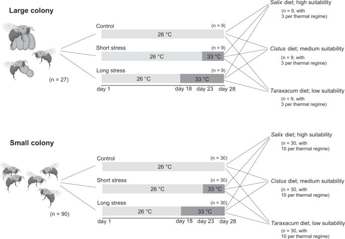 High thermal tolerance in high‐elevation species and laboratory‐reared  colonies of tropical bumble bees - Gonzalez - 2022 - Ecology and Evolution  - Wiley Online Library