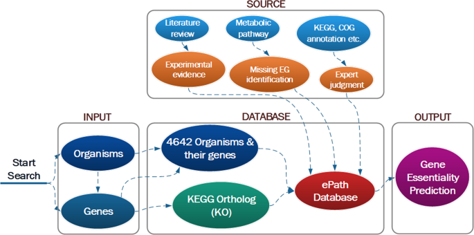 Epath An Online Database Towards Comprehensive Essential Gene