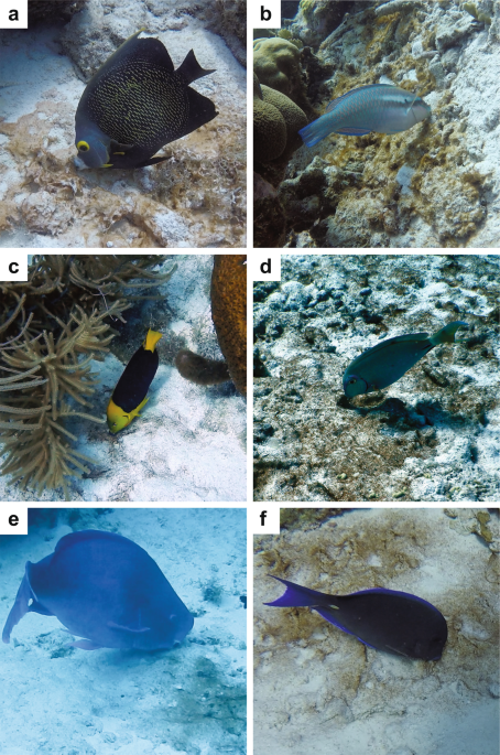 Consumption of benthic cyanobacterial mats on a Caribbean coral