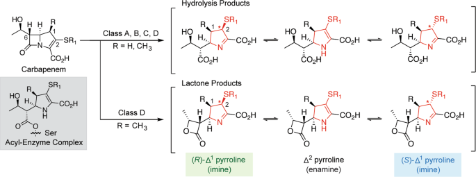 Mechanistic Insights into β-Lactamase-Catalysed Carbapenem Degradation  Through Product Characterisation | Scientific Reports