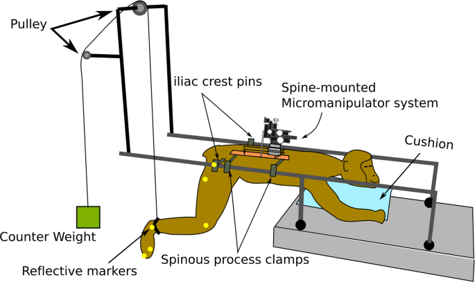 Functional Organization Of Motor Networks In The Lumbosacral Spinal Cord Of Non Human Primates Scientific Reports Functional Organization Of Motor Networks In The Lumbosacral Spinal Cord Of Non Human Primates Scientific Reports