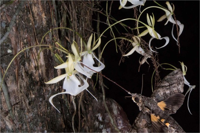Pollination ecology of the ghost orchid (Dendrophylax lindenii): A first  description with new hypotheses for Darwin's orchids | Scientific Reports