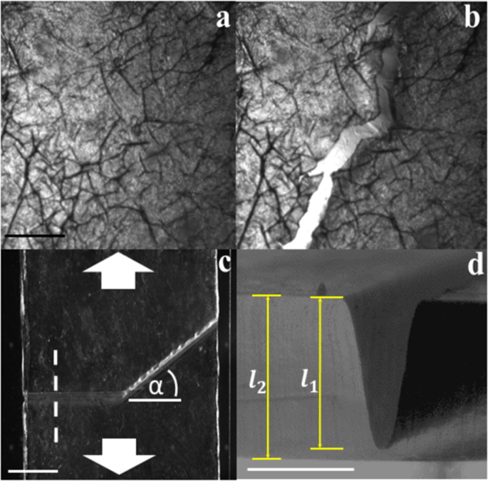 Embedding Topography Enables Fracture Gui In Soft
