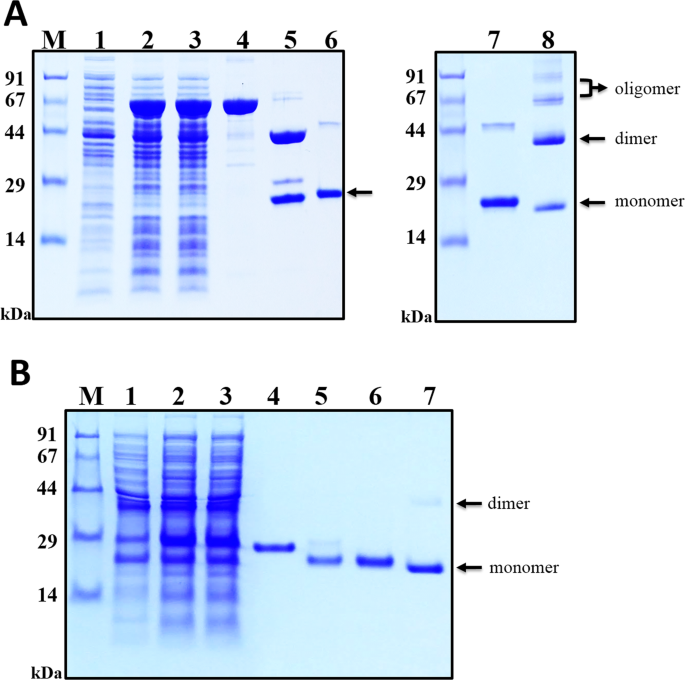 Prokaryotic soluble overexpression and purification of oncostatin M using a  fusion approach and genetically engineered E. coli strains | Scientific  Reports