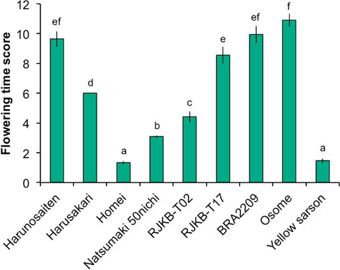 The Role Of Frigida And Flowering Locus C Genes In Flowering Time Of Brassica Rapa Leafy Vegetables Scientific Reports
