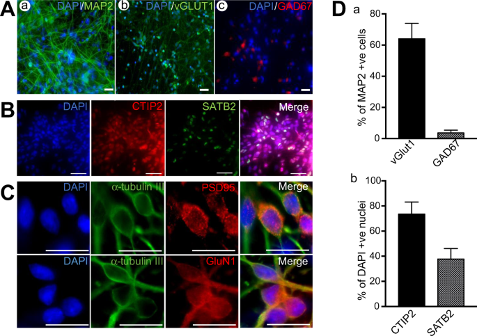 L Type Voltage Gated Calcium Channel Regulation Of In Vitro Human Cortical Neuronal Networks Scientific Reports