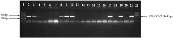 New male specific markers for hop and application in breeding program