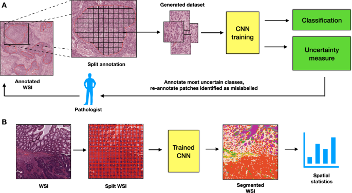 ARA: accurate, reliable and active histopathological image classification  framework with Bayesian deep learning | Scientific Reports