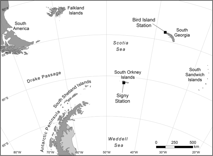 Microplastics in gentoo penguins from the Antarctic region | Scientific  Reports