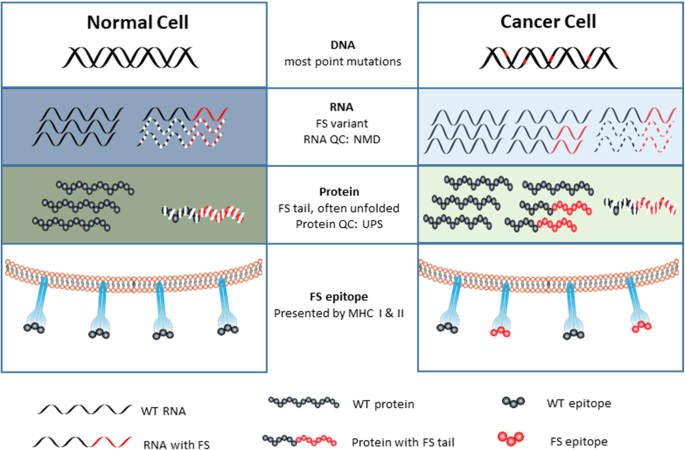 rna transcription and splicing errors