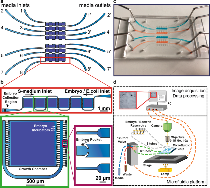 Laboratory maintenance of the bacterial endosymbiont, Neorickettsia sp.,  through the life cycle of a digenean, Plagiorchis elegans - ScienceDirect