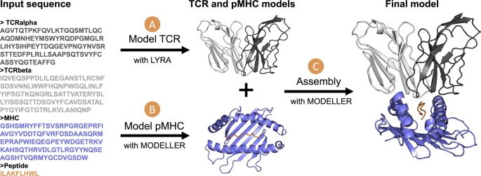 Tcrpmhcmodels Structural Modelling Of Tcr Pmhc Class I Complexes Images, Photos, Reviews