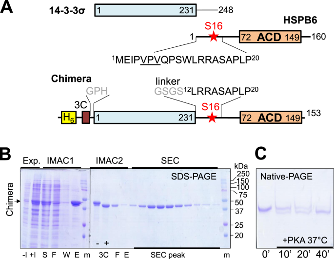 Concatenation Of 14 3 3 With Partner Phosphoproteins As A Tool To Study Their Interaction Scientific Reports