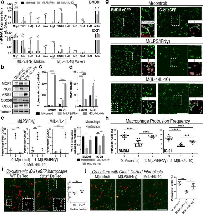 Macrophage polarization impacts tunneling nanotube formation and intercellular organelle trafficking