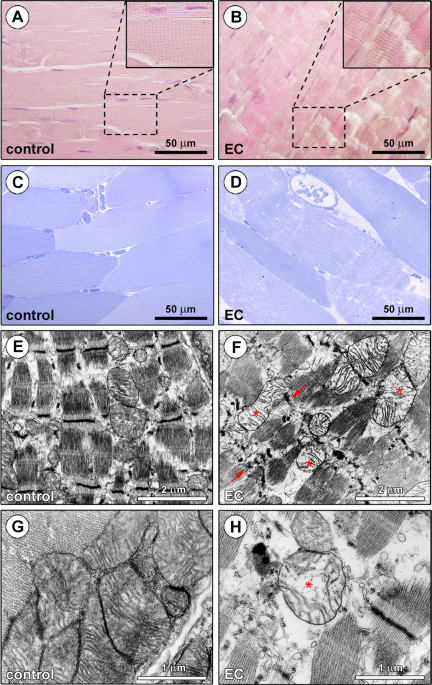 Pc Sc Activator For Type B