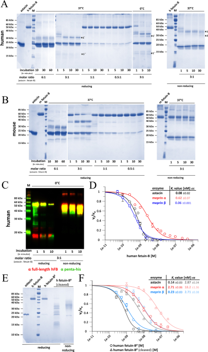 The C Terminal Region Of Human Plasma Fetuin B Is Dispensable For The Raised Elephant Trunk Mechanism Of Inhibition Of Astacin Metallopeptidases Scientific Reports